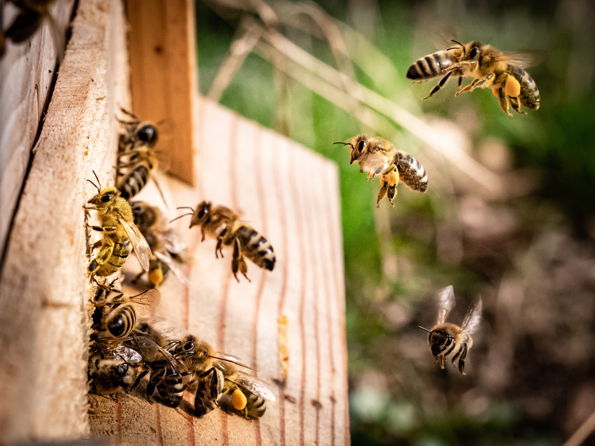 De voor- en nadelen van wespen in de natuur